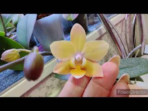 Видео: Орхидеи ❤️орхидеи готовятся к цветению 2 серия
