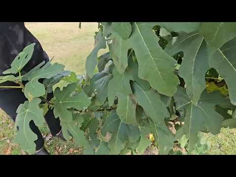 Видео: Маленькая трагедия! Лучший показатель усыхания и вкусный инжир!