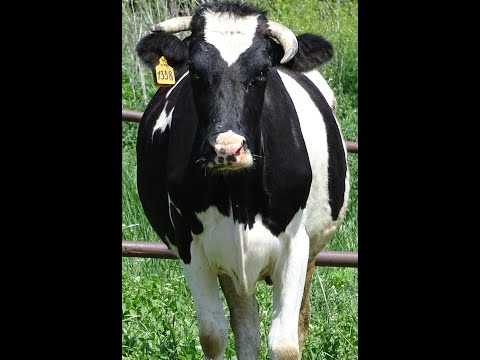 Видео: Доход от содержания коровы в первые 30 дней после покупки. Себестоимость одного литра молока.