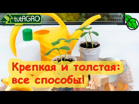 Видео: ТОЛСТАЯ и КРЕПКАЯ РАССАДА. Все способы от ЗАПРЕТНЫХ до ЭФФЕКТИВНЫХ. Вырастить бодипозитивную рассаду