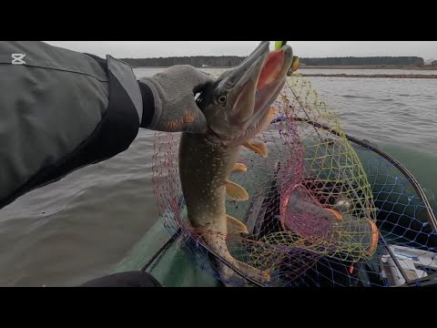 Видео: Вилейское водохранилище! Людвиново! Клёв щуки