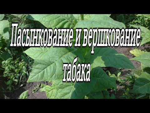 Видео: ПАСЫНКОВАНИЕ И ВЕРШКОВАНИЕ ТАБАКА