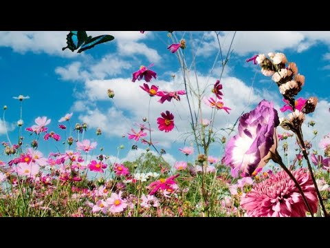 Видео: НОВЫЙ РЕЛАКС ПРИРОДА