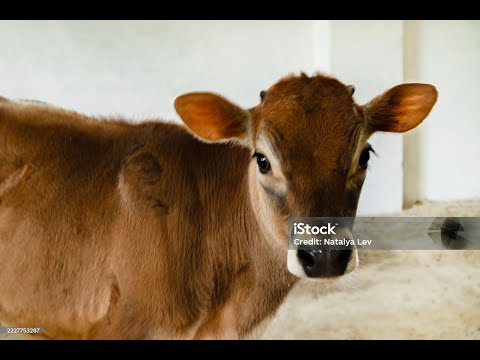 Видео: Таємниці корови ДЖИНИ?!!🐮👌😊.