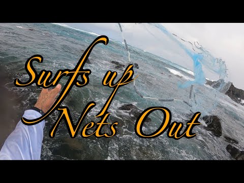 Видео: Hit It and Quit It - Быстрый сеанс - Моана и Aholehole