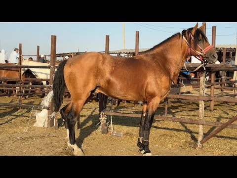 Видео: Шымкент Жылқы 13.08.25ж