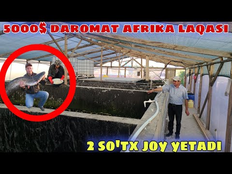 Видео: 2 сотх жойда 5000$ даромат килайотган УЗБЕК УГЛОНИ ☎️996066900