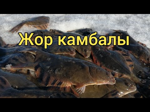 Видео: Жор камбалы. Закрытие сезона продолжается. Сахалиская рыбалка