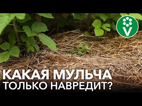 Видео: УЖАСЫ МУЛЬЧИ И МУЛЬЧИРОВАНИЯ! Вредители, болезни, сорняки и другие проблемы с мульчой