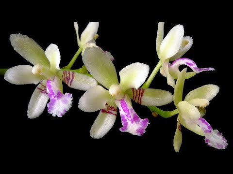 Видео: Обзор орхидей максиллярия , седирея и анселия . Maxillaria tenuifolia, sedirea japonica, ansellia .
