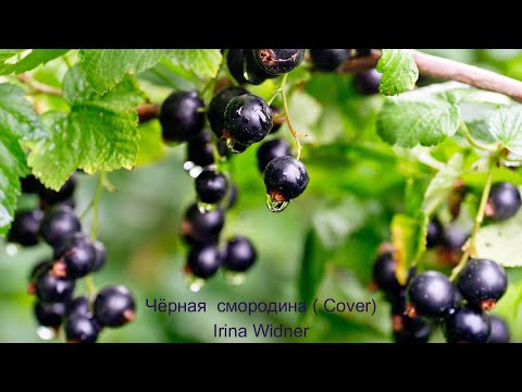 Видео: Чёрная смородина (Cover)    Исп.Ирина Виднер