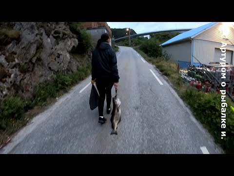 Видео: 116 килограмм артусина.  Норвегия