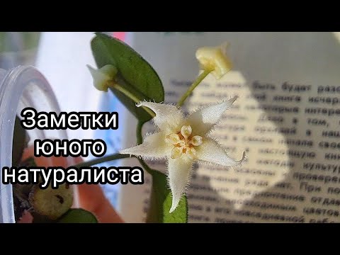 Видео: Хойи / июнь 2025 / Разговоры о фитильном поливе + цветение IM-08