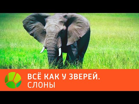 Видео: Слоны. Все как у зверей | Живая Планета