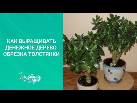 Видео: Как выращивать денежное дерево. Обрезка толстянки