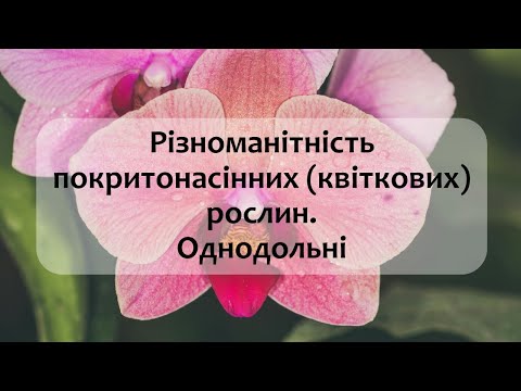 Видео: Біологія 7 клас (Балан). §31 Різноманітність покритонасінних (квіткових) рослин. Однодольні