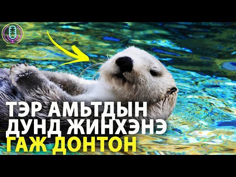 Видео: АМЬТАДЫН ТАЛААР ХАЧИРХАЛТАЙ БАРИМТУУД #1