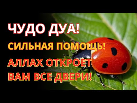 Видео: ☝️УСПЕЙ ВКЛЮЧИТЬ 1раз! СЧАСТЬЕ ВОЙДЁТ В ДОМ, А ПРОБЛЕМЫ ИСЧЕЗНУТ САМИ! Это Чудо 🔊🤲✨🔑💯