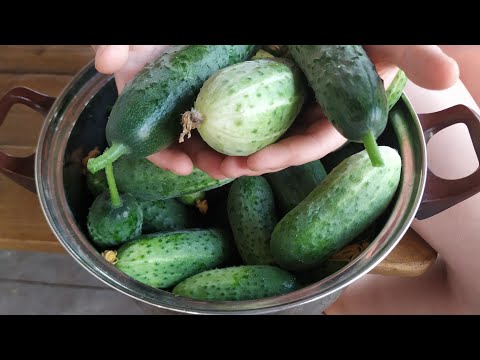 Видео: Никаких теплиц! Никакого формирования! Огурцы в открытом грунте без хлопот.