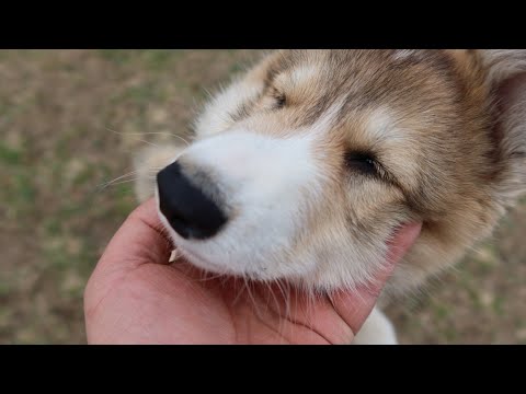Видео: Игры щенка по кличке Чеза с лайками