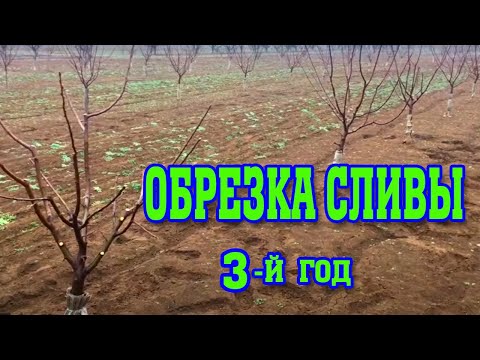 Видео: Правильная ОБРЕЗКА СЛИВЫ/ 3-й год после посадки/ опытный участок/pruning plums for the 3rd year