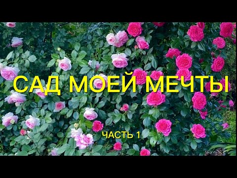 Видео: Розы. Сад моей мечты!!! Приглашаю на вечернюю прогулку. Как же он сейчас красив!!! Часть 1. 🌹🌹🌹