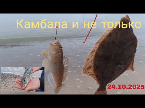 Видео: Камбала. Просто отличный отдых у моря. Почему? Посмотрите. #камбала 