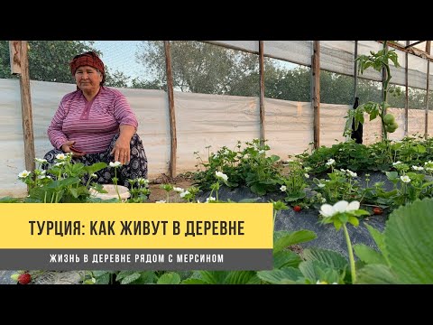 Видео: Турция -  как живут в деревне. Деревенская жизнь под Мерсином