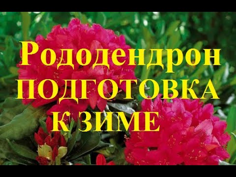 Видео: Рододендрон. Осенние подкормки и подготовка к зиме.