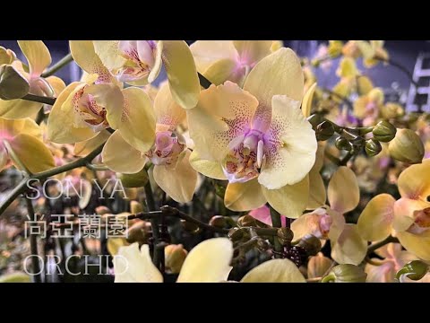 Видео: Моя коллекция от шедеврального бридера SonYa orchid nursery 🤍 Новинки. Часть 1 🦋🦋🦋