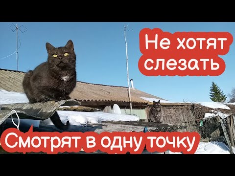 Видео: VLOG Батон забрался на самый верх крыши. Что я делаю