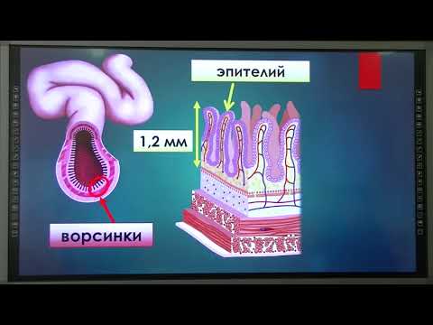 Видео: 9 класс. Биология. Пищеварение в желудке и кишечнике. Регуляция пищеварения