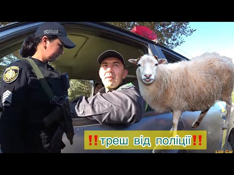 Видео: ‼️ПОВНИЙ КРІНЖ‼️ СРАВ ПЕС ПЕРДІЛИ ГУСИ✅ ПОЛІЦІЯ ЛЬВОВА