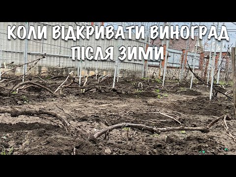 Видео: КОЛИ ПОТРІБНО РОЗКРИВАТИ ВИНОГРАД ПІСЛЯ ЗИМИ. ЧИ ПОТРІБНО ПОЛИВАТИ ТА ОБРОБЛЮВАТИ КУПОРОСОМ ЛОЗУ