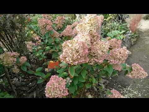 Видео: Вот и лето прошло..  . Осень в моем маленьком  Эдеме.