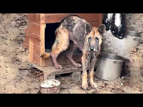 Видео: Голодная собака годами держала во рту пустую миску, выпрашивая еду, но никому до нее не было дела!