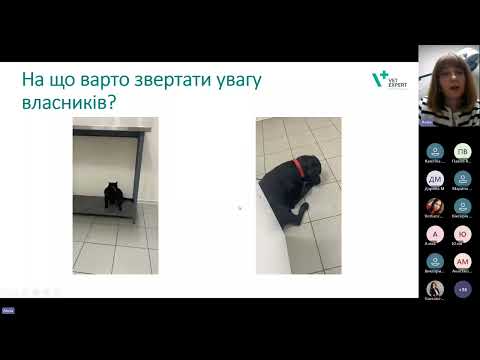 Видео: Атопія у котів і собак. Підхід  до лікування.