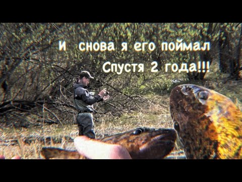 Видео: Я снова его поймал спустя два года!!!!Налим на MAXIMUS NANO LEGEND!!!!
