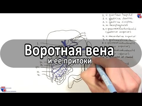 Видео: Воротная вена и ее притоки - meduniver.com