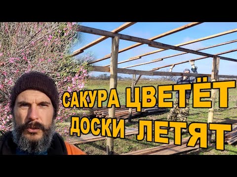 Видео: Сакура цветёт, доски летят — стройка теплицы в сердце Аргентины!