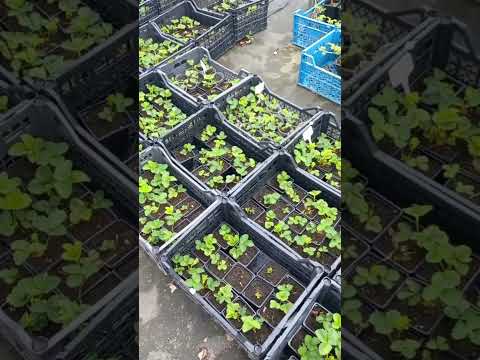 Видео: Самый сладкий сорт клубники 😓😓😓