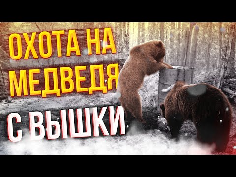 Видео: Охота на медведя с вышки на приваде! #охота_на_медведя