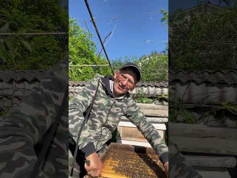 Видео: Начинает цвести акация, а пчелы вот-вот зароятся!🐝🐝🐝🐝🐝