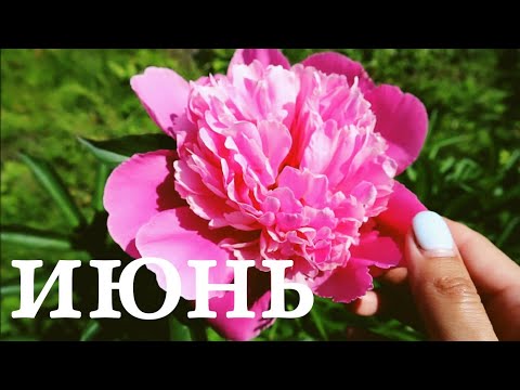 Видео: ДАЧНЫЙ ВЛОГ /июнь'21/ Жара. Пионы. Цветы. Душистые травы. Новый забор.