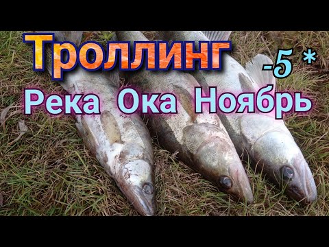 Видео: ,,ТРОЛЛИНГ,,рыбалка на Оке в ноябре, раздача судака