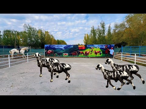 Видео: Йош 1- қоринга  бўғоз 2 тиш Хисори қўйлар🔥 Дилмурод хожиака қўй фермасидан