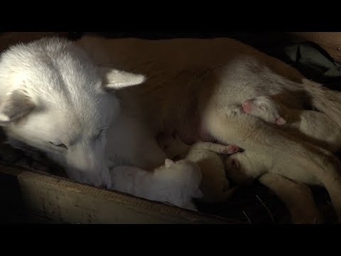 Видео: Якутская охотничья лайка