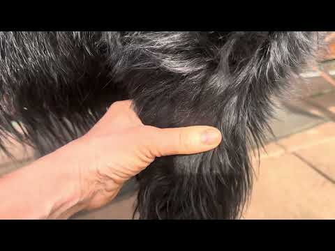 Видео: Контуры и переходы #собака #грумингсобак 