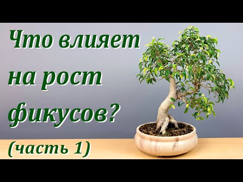 Видео: Что влияет на рост фикусов? Часть 1.