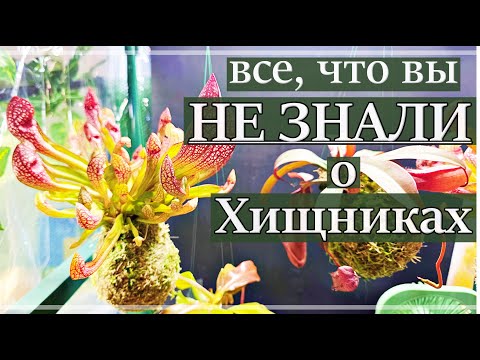 Видео: Интересные Факты о ХИЩНЫХ Растениях и Уходе от МАСТЕРА